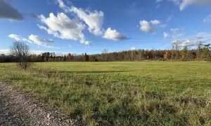 Ādažu nov., Iļķene, Staltbrieži