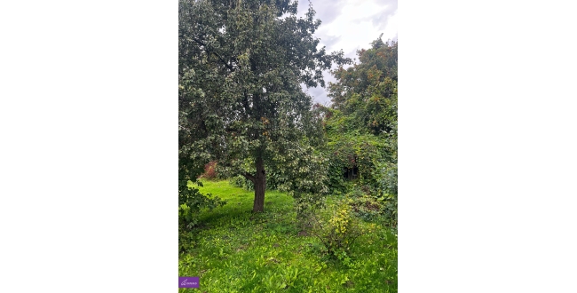Lielvārdes nov., Lielvārde, Individuālais augļu dārzs