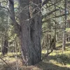 Talsu nov., Kolkas pag., Lunmegi