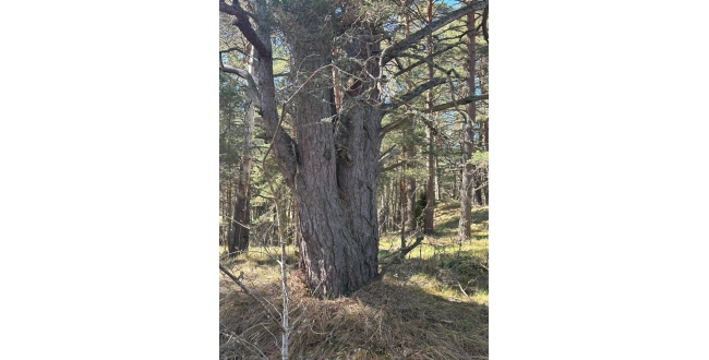 Talsu nov., Kolkas pag., Lunmegi